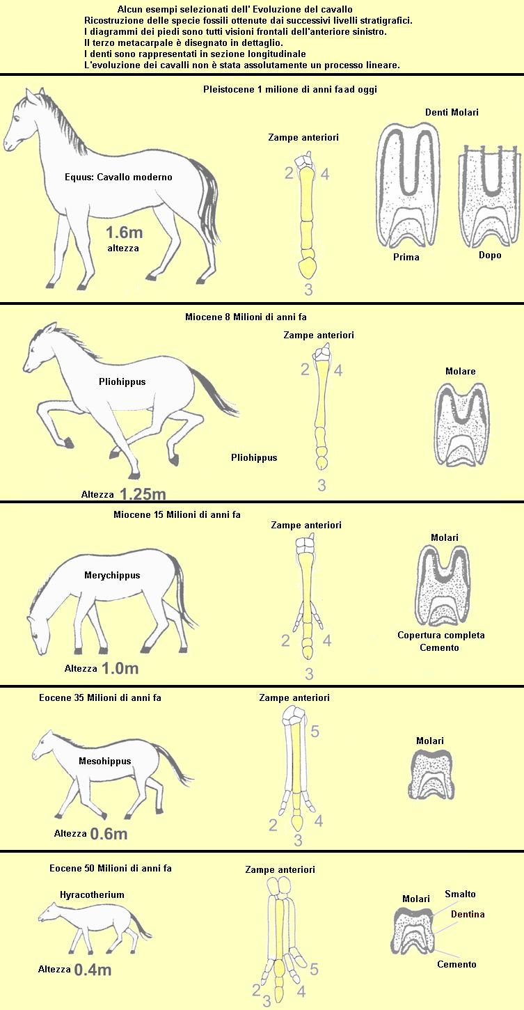 .Evoluzione Cavallo. .Evoluzione Cavallo.